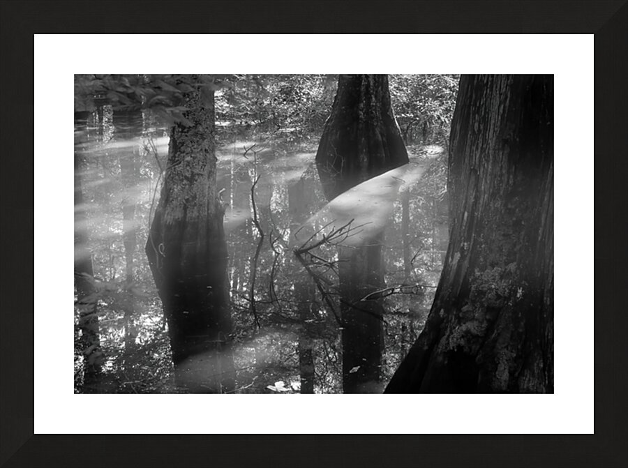 Virginia Beach Mysterious Cypress Swamp Picture Frame print