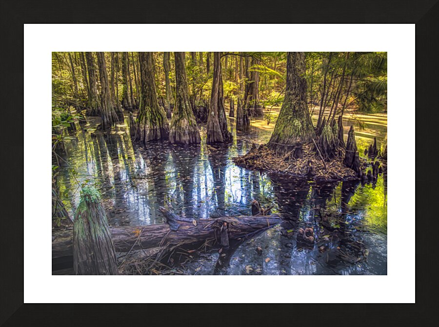 Morning in the Cypress Forest Picture Frame print