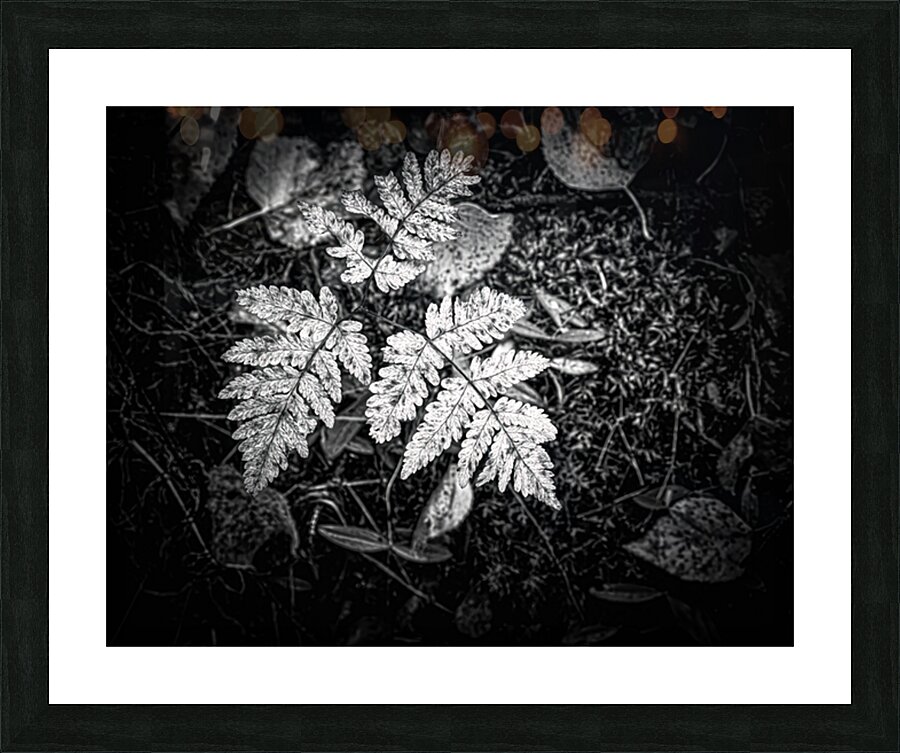 Ghost Fronds B W Picture Frame print