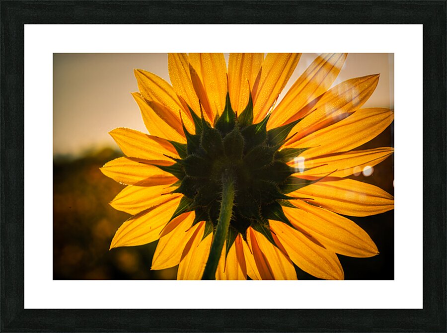 Solar Picture Frame print