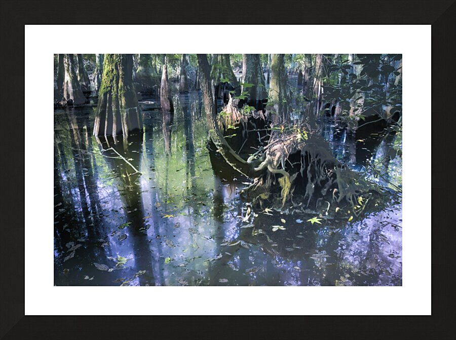 Ethereal Cypress Tree Morning  Reflections Picture Frame print