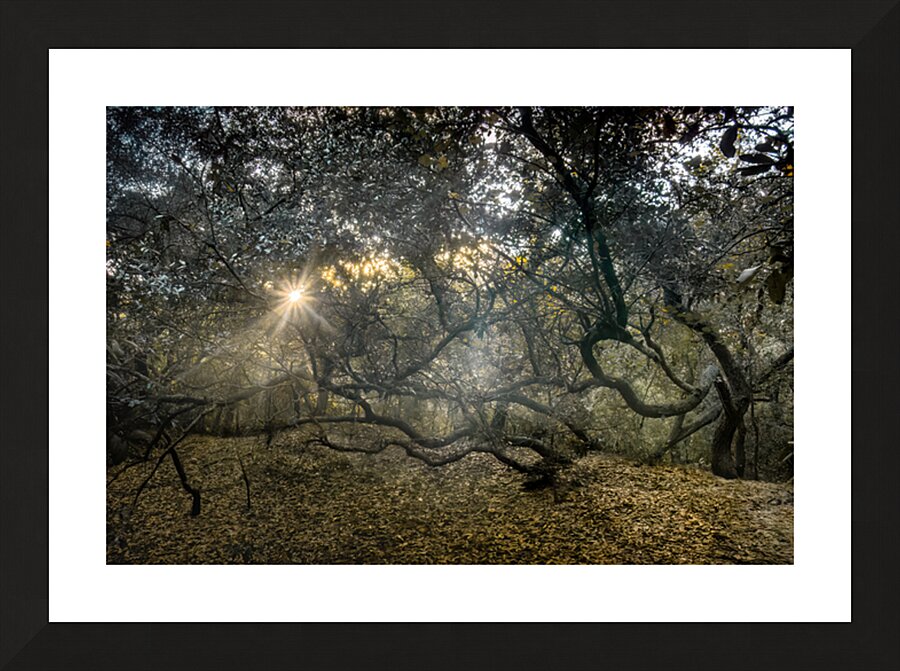 Twisted Live Oak Tree Forest Sunbeams Picture Frame print