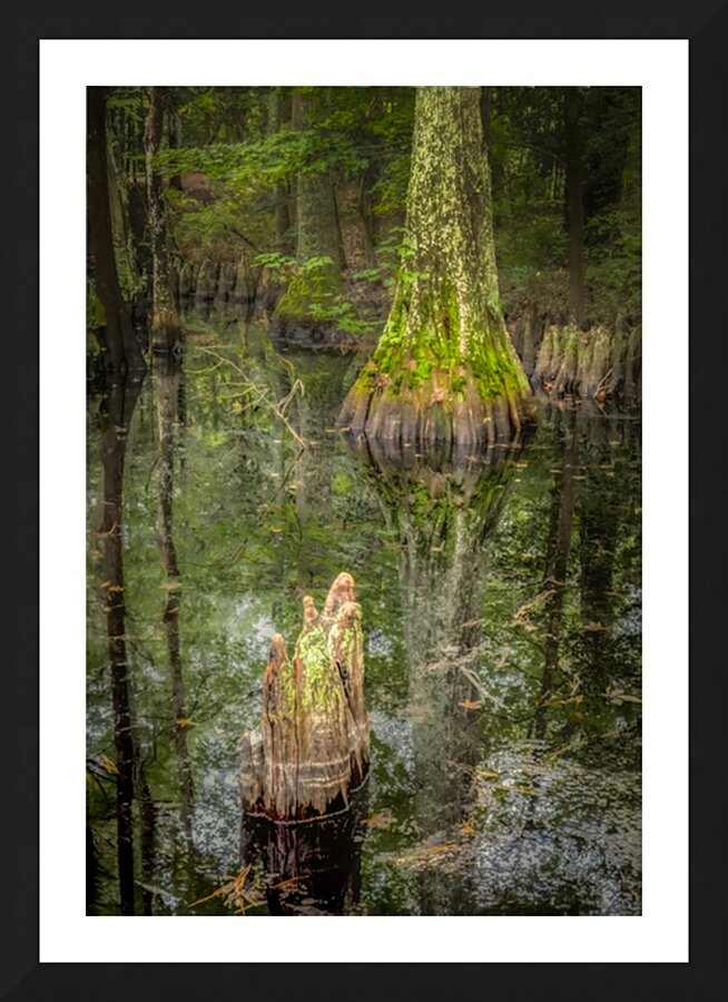Cypress Tree Swamp Knees Picture Frame print