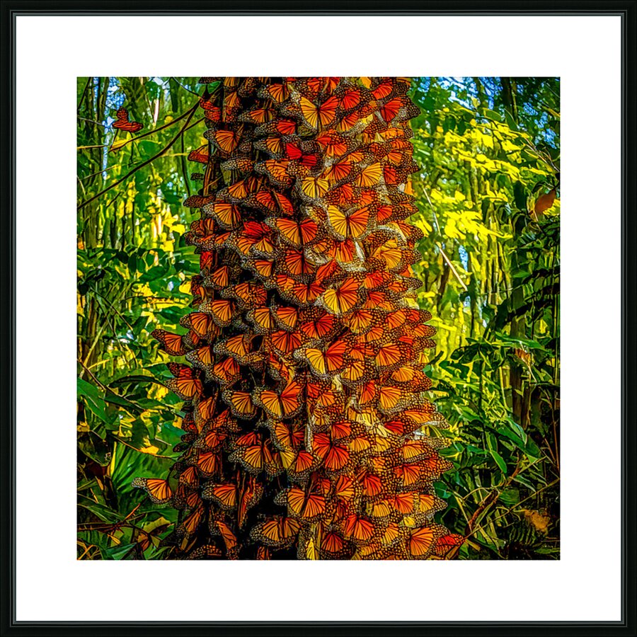 Monarchs Glad to be Home Picture Frame print