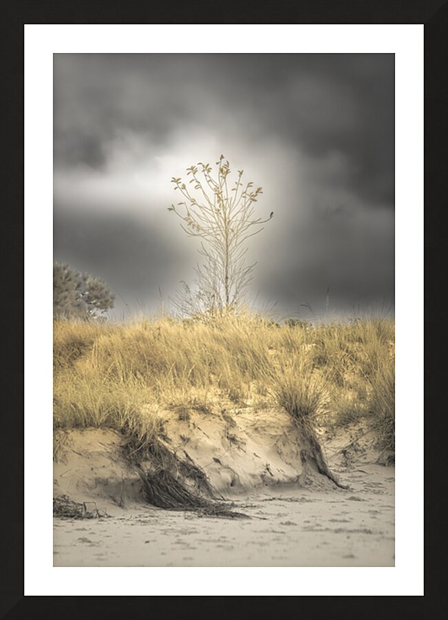 Virginia Beach Lonely Sand Dune Tree Picture Frame print