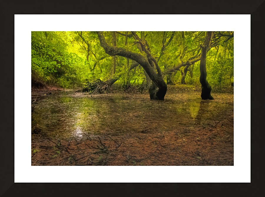 Dawn Forest Swamp Reflection Picture Frame print
