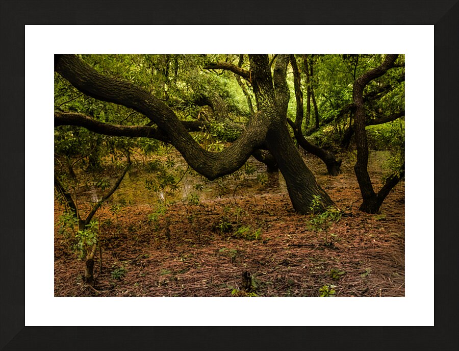 Gnarly Forest Trees Picture Frame print