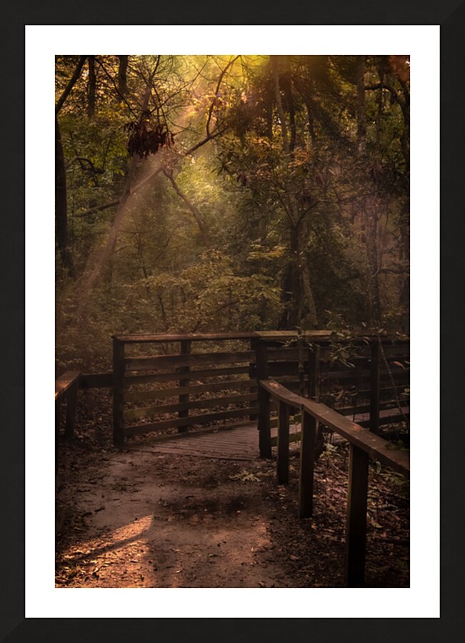 Virginia Cypress Forest Reflections Picture Frame print