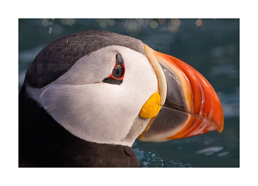 THE CONTEMPLATIVE PUFFIN Picture Frame print