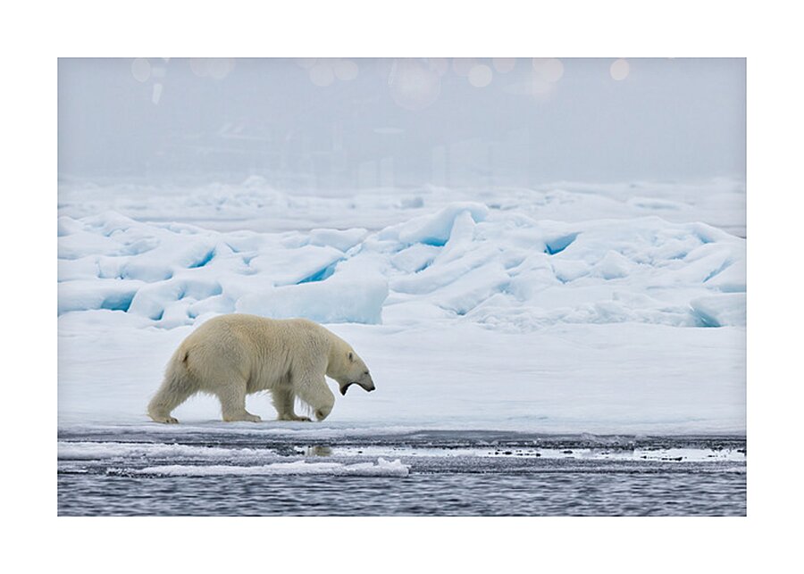 EMPRESS OF THE ARCTIC 3 Picture Frame print