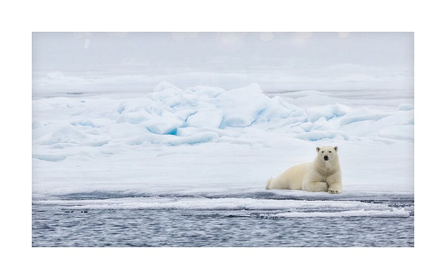 EMPRESS OF THE ARCTIC Picture Frame print