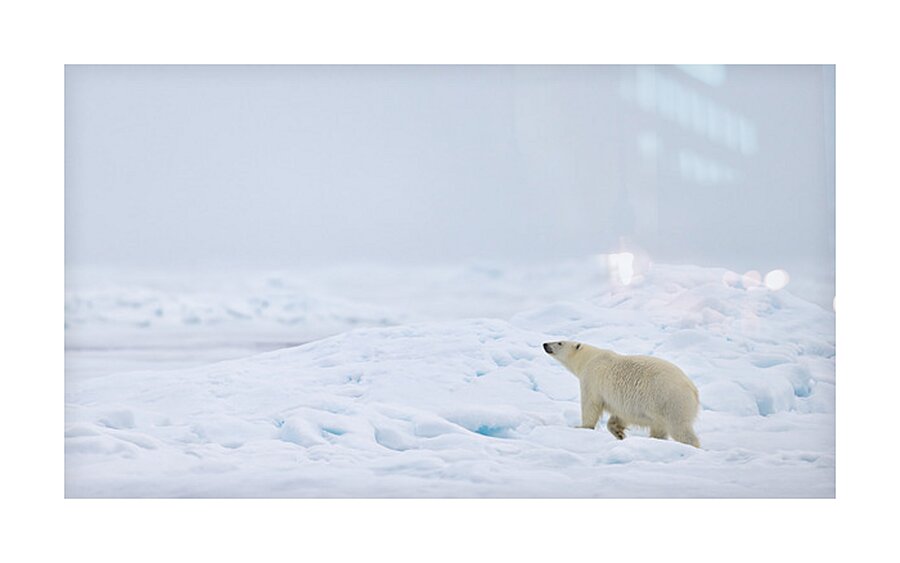 EMPRESS OF THE ARCTIC 8 Picture Frame print