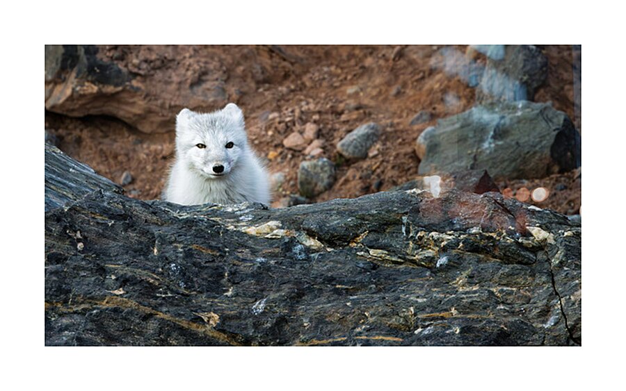 THE QUIET HUNT Picture Frame print
