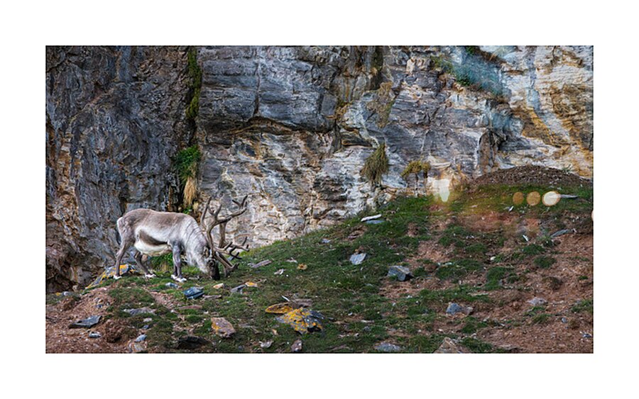 SANTAS REINDEER Picture Frame print