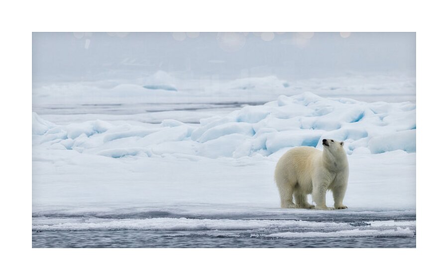 EMPRESS OF THE ARCTIC 2 Picture Frame print