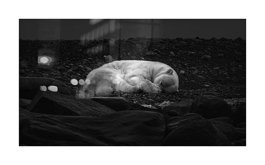 DREAMING OF ICE Impression et Cadre photo