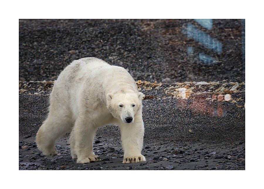 ARCTIC MAJESTY Picture Frame print