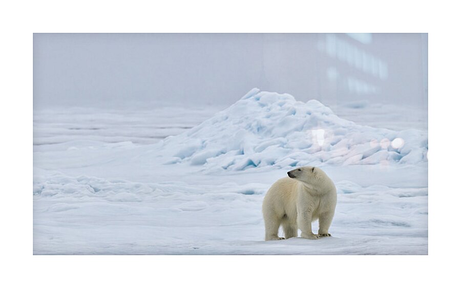 EMPRESS OF THE ARCTIC 6 Picture Frame print