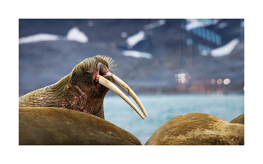 THE ARCTIC ELDER Picture Frame print