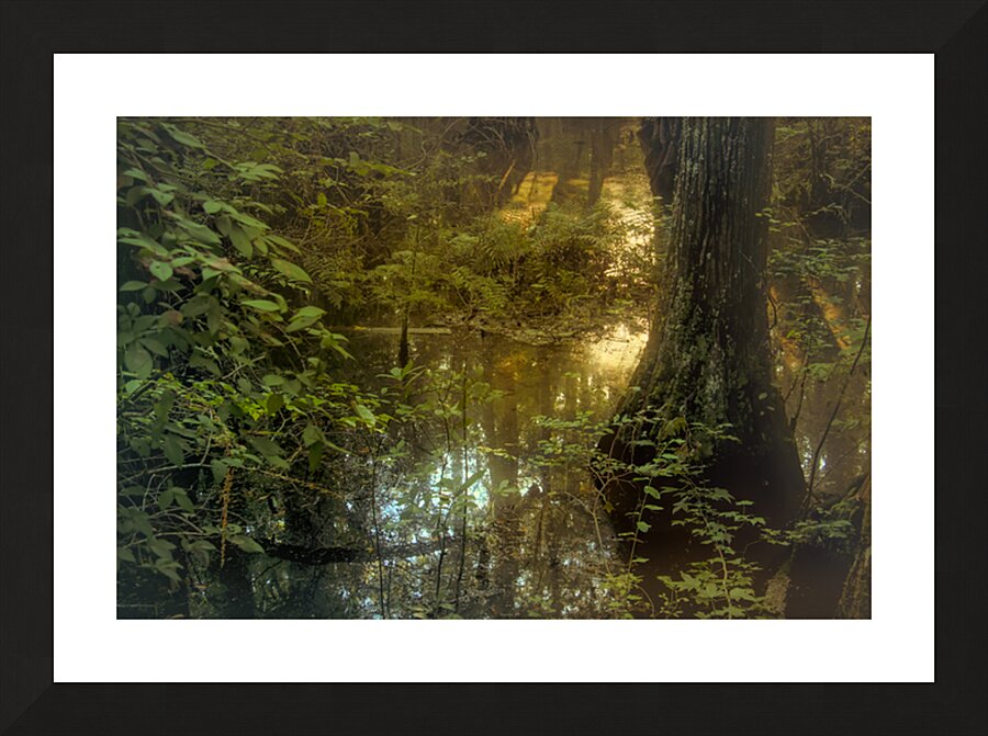 Serene Cypress Forest Sunrise Reflection Picture Frame print