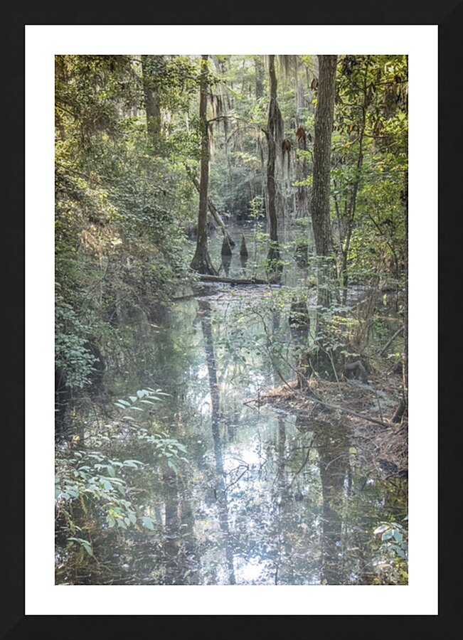 Southern Cypress Forest Picture Frame print