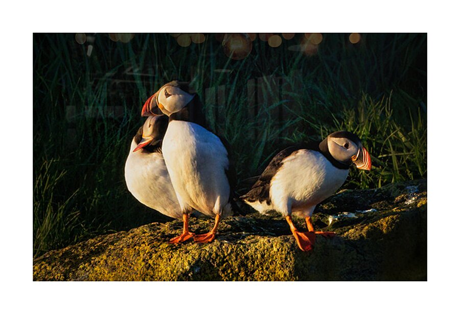 NORTH ATLANTIC PUFFINS Picture Frame print