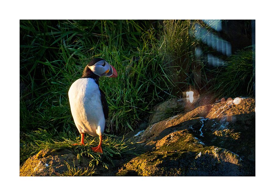 NORTH ATLANTIC PUFFIN Picture Frame print
