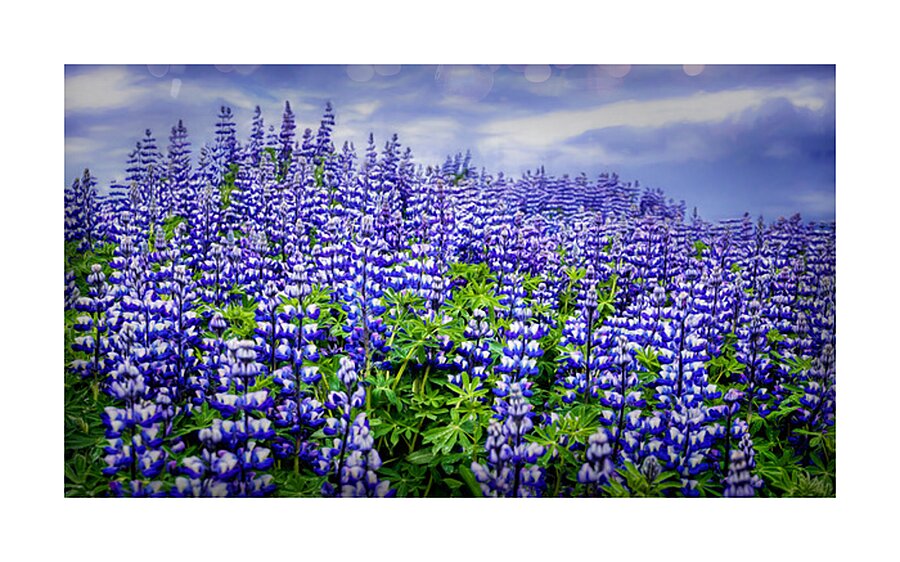 LUPINE Picture Frame print