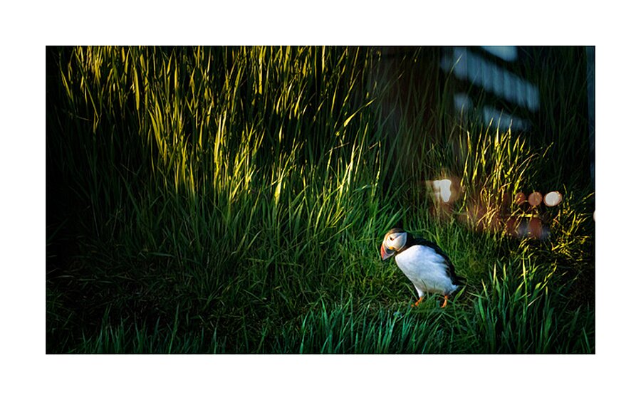 PUFFIN ON A STROLL Picture Frame print