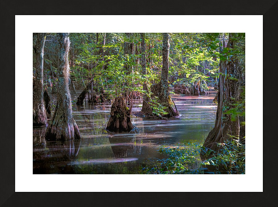 Serene Swamp Landscape with Cypress Trees Picture Frame print