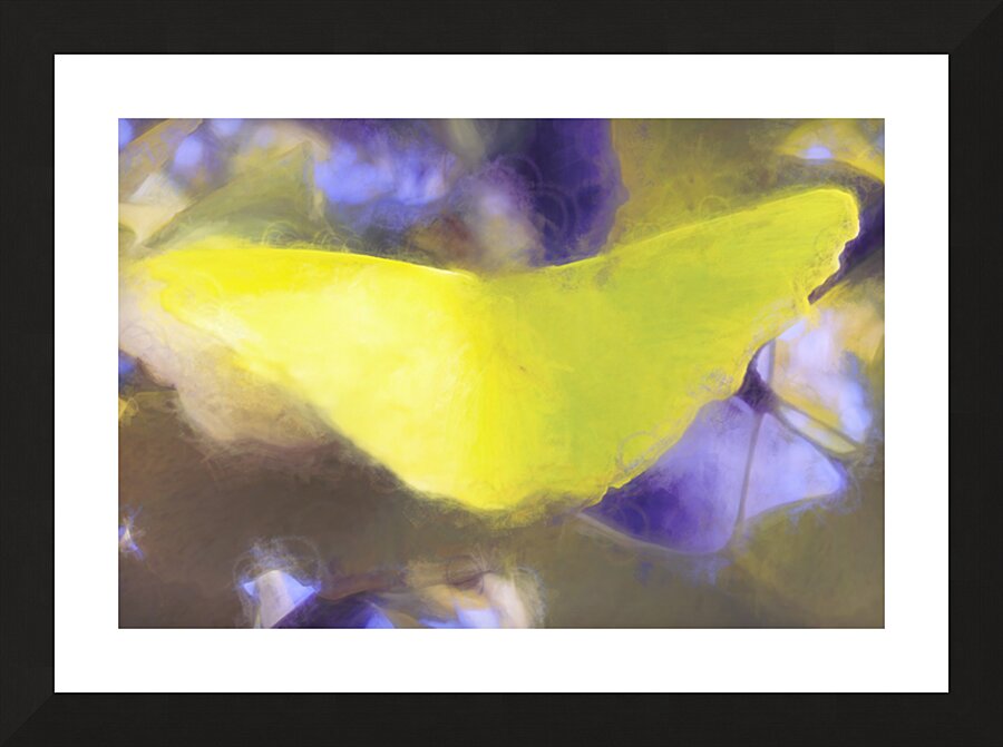 The Yellow Ginkgo Leaf Picture Frame print