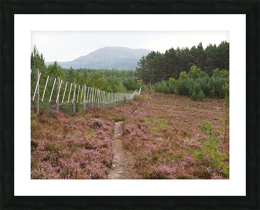  From the Heather to the Mountain                                                                                                                     Picture Frame print