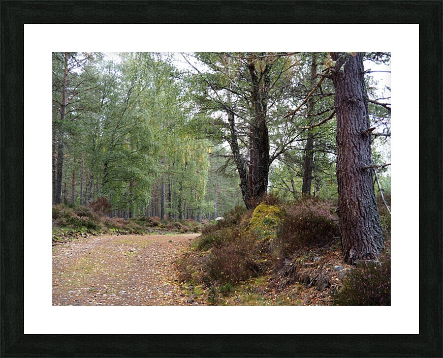 Peaceful Autumnal Forest Trail                                                                                                                      Picture Frame print