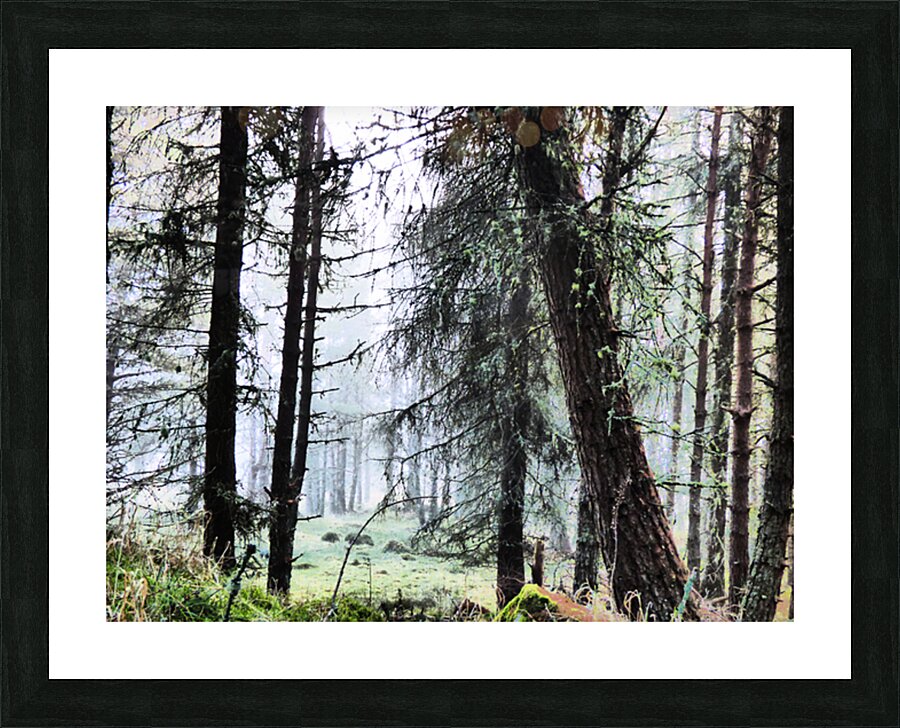 Scottish Highlands Misty Morning Pine Forest Picture Frame print