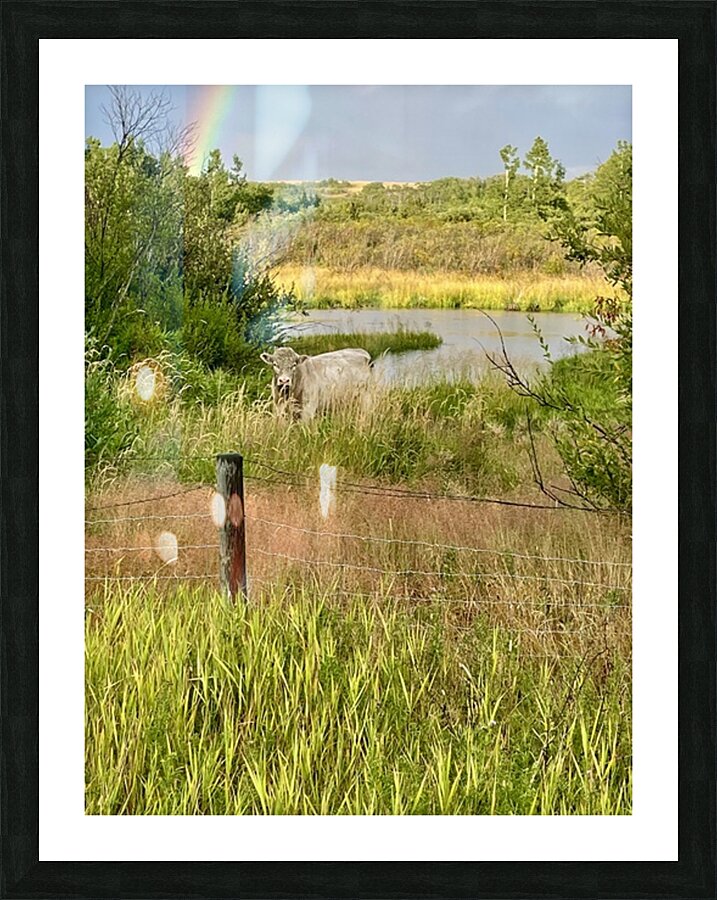 IMG 2070 bull cow Under the rainbow Picture Frame print