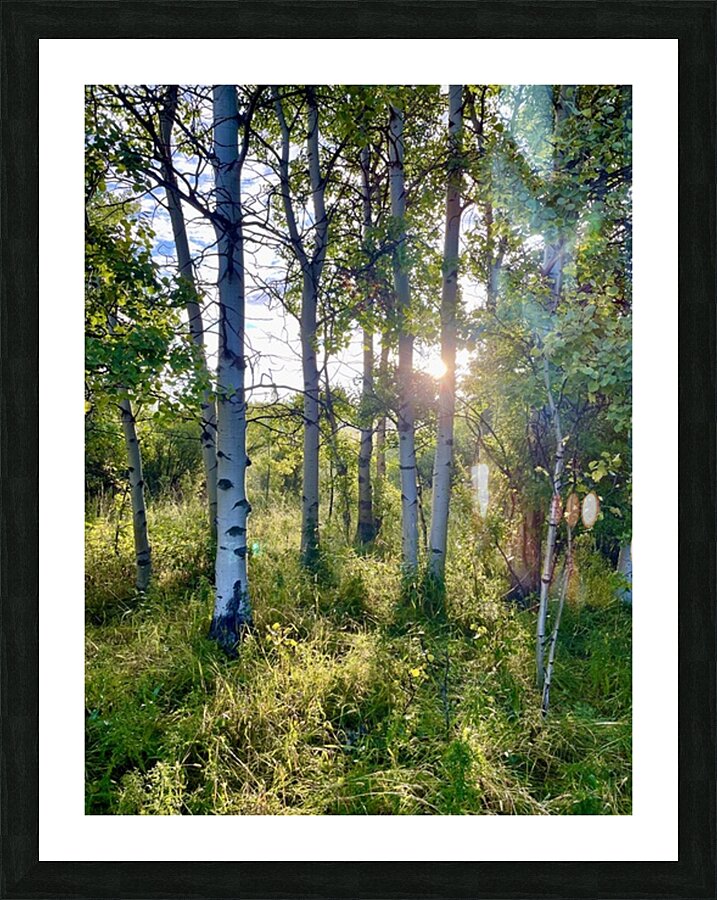 IMG 2143 Light through the aspens Picture Frame print