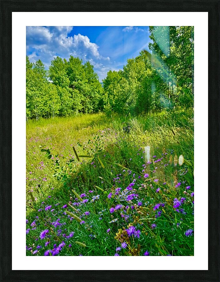 IMG 4039 Green grass purple flowers blue sky Picture Frame print