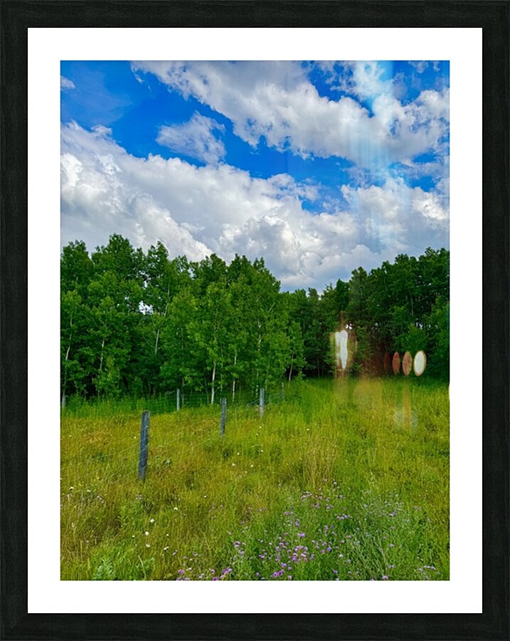 IMG 4041 wildflowers and Aspen trees Picture Frame print