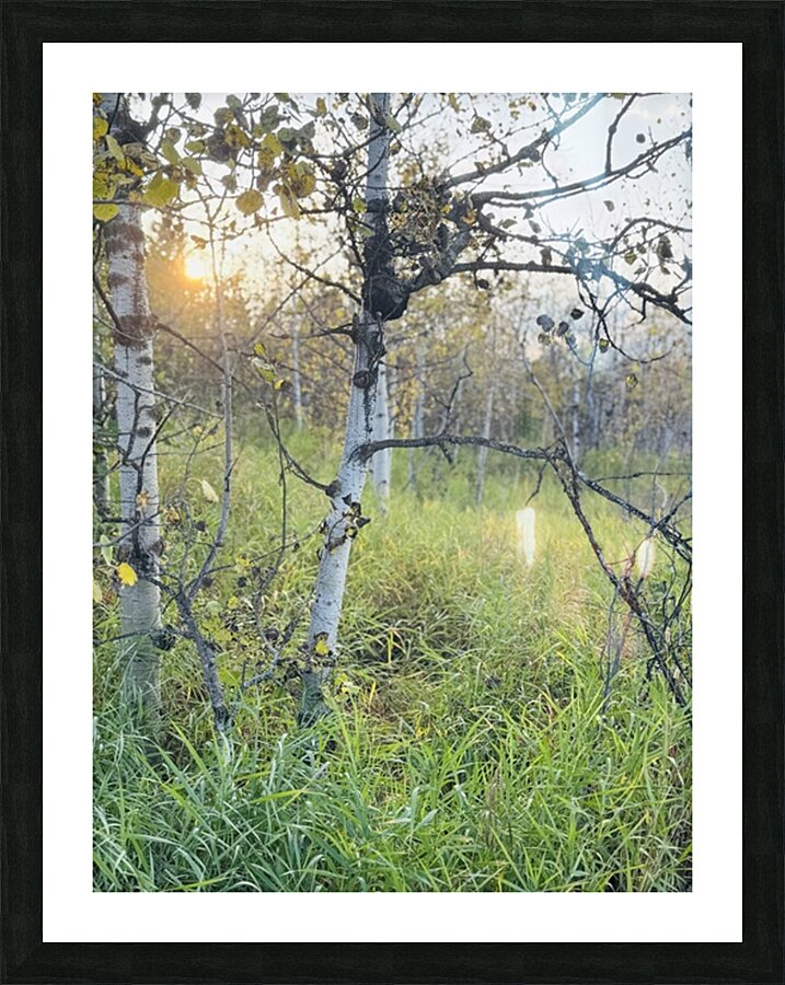 IMG 4252.sun going down in the aspens Picture Frame print