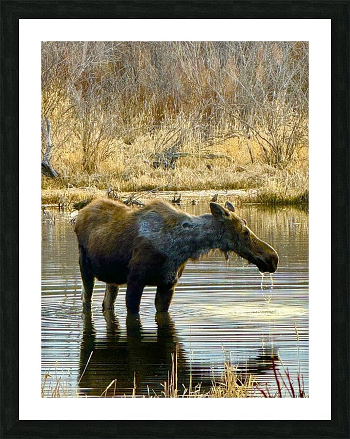 IMG 2748. Cow moose in a glassy pond Picture Frame print