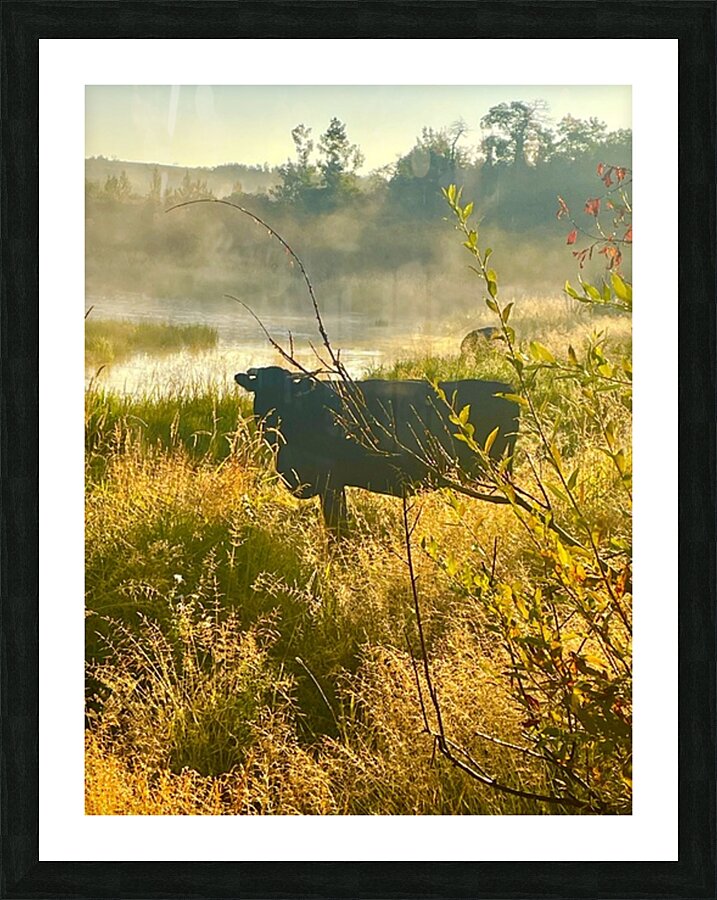 IMG 2179 Black cow Silhouette At sunrise Picture Frame print