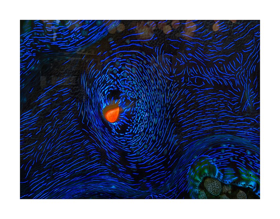 MONET S CLAM Picture Frame print