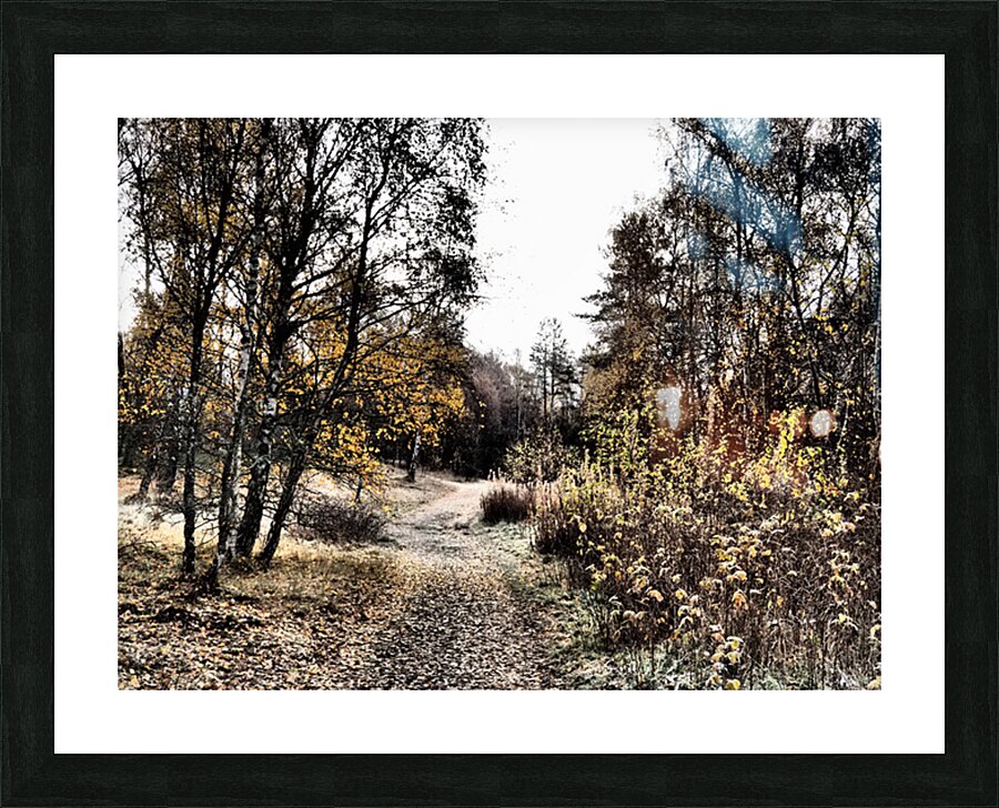  Scottish Highlands Autumnal Nature Trail                                                                                                                     Picture Frame print