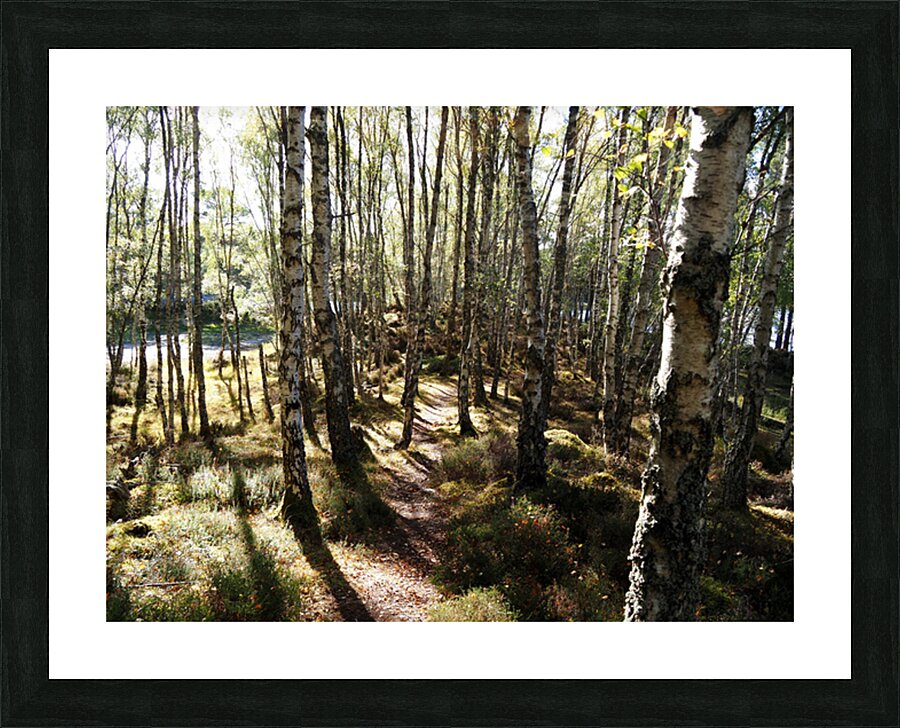 Amongst the Trees                                                                                                                   Picture Frame print