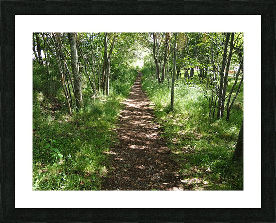 Light and Shadow on a Scottish Highlands Trail                                                                                                                      Picture Frame print