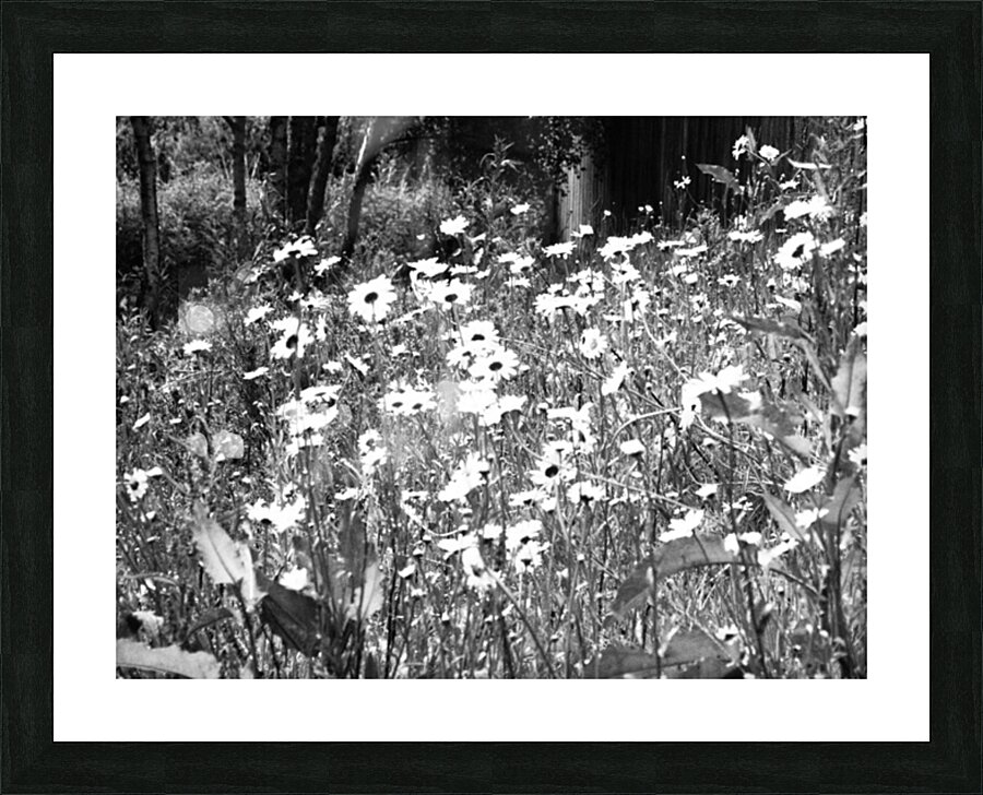  Scottish Highlands Monochrome Daises                                                                                                                     Picture Frame print