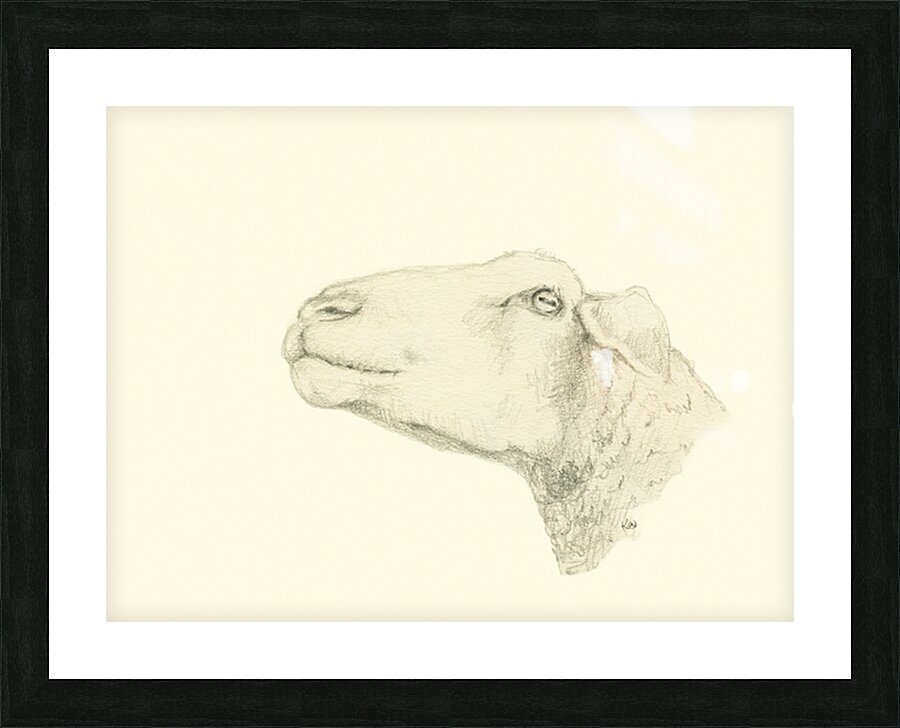 Pensive sheep Pencil drawing Picture Frame print