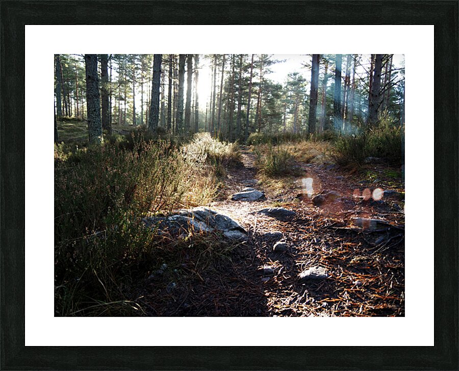 Sunlight on the Trail                                                                                                                      Picture Frame print