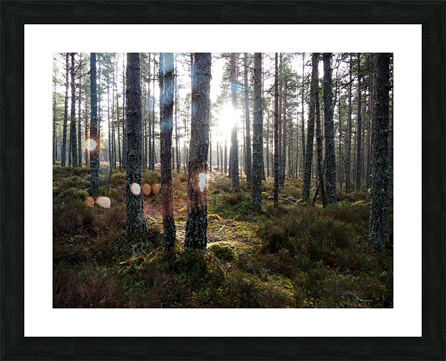 Sunlight through the Pines                                                                                                                      Picture Frame print