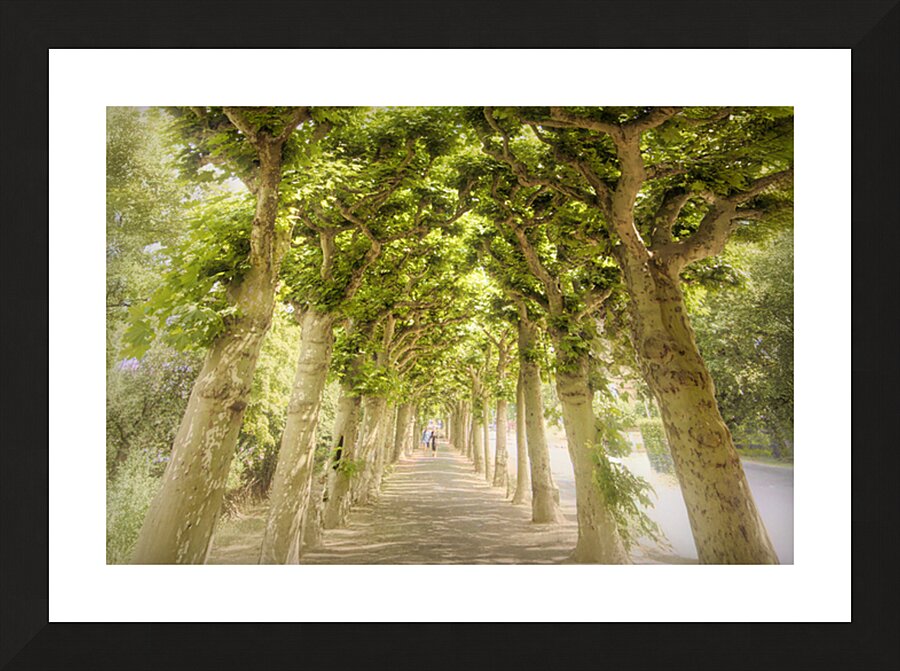 Sycamore Emerald Tunnel Promenade  Picture Frame print